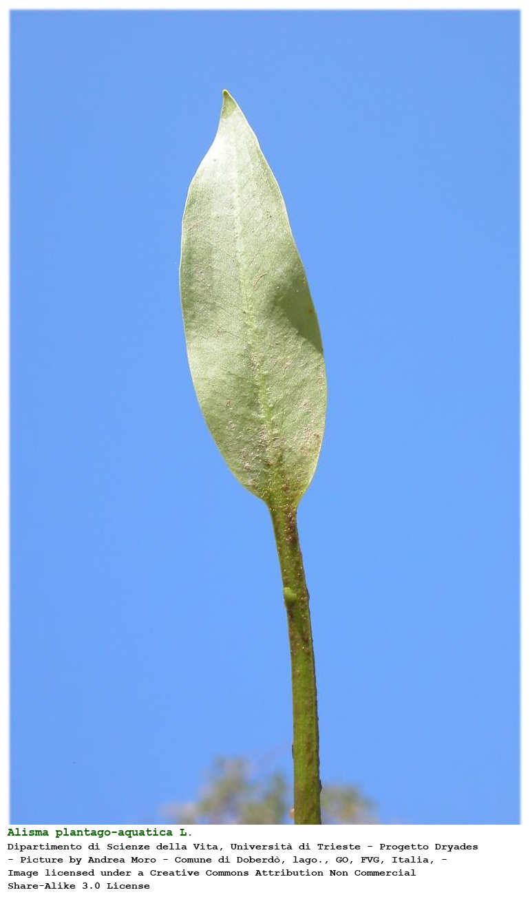 Alisma plantago-aquatica L.